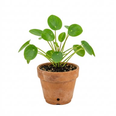 Plante fond supprimé